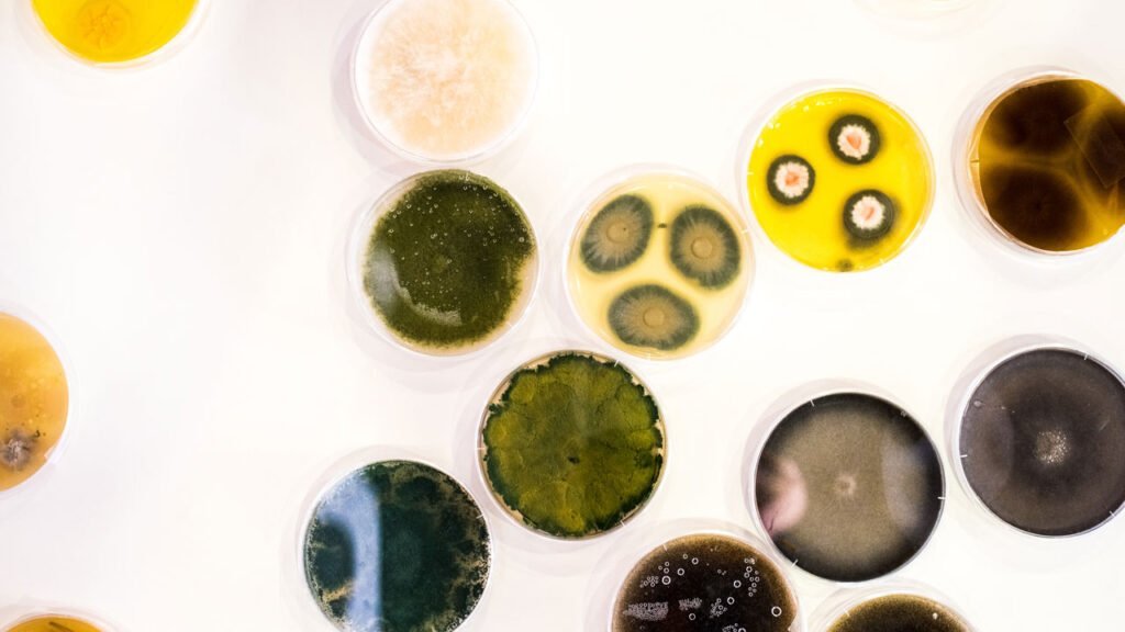 Culture of bacteria in petri dish
